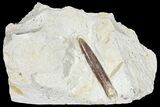 Belemnite Fossil In Rock - Jedrzejow, Poland #134365-1